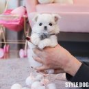 프라이드 켄넬 이미지