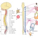 척수신경(위키백과) 이미지