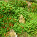 허브향기 이미지