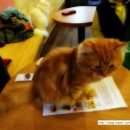 캣독카페 이미지