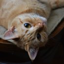 해든고양이병원 이미지