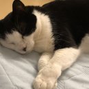 고양이이야기 이미지