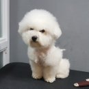 예뻐해줄개 이미지