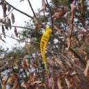 상주 병풍산 고분군 이미지