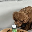 메디사랑 | 강아지 관절 영양제 메디퍼피 액티브 M 급여의 솔직 후기