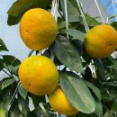 윤지농장 이미지