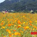 코스모스공원 이미지