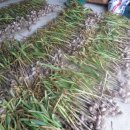 박은숙농장 이미지