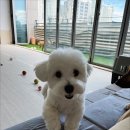 같이놀레오 이미지