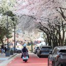 제2회 봄 페스티벌 | 박강수 마포구청장 제2회 마포 벚꽃 페스티벌 참석해 봄의 정취 만끽