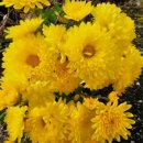 리베이트/트라우마 이미지