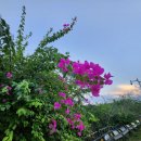 양포파크골프장 | 하이난골프의 꽃, 고염전cc 답사 라운드 후기 [중국골프여행/루비항공여행사]