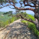 좋은소나무 이미지