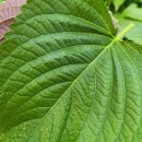 노엘농장 이미지