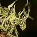 이끼여치 [Lichen Katydid] 이미지