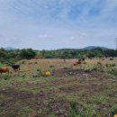 현중농장 이미지