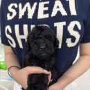 루카메디컬 | 광주스탠다드푸들분양 스탠다드푸들블랙입양 털안빠지는 대형견입양