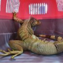 이구아나 이미지