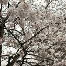 인천대공원(정문) | 인천대공원 벚꽃축제 아기랑 방문 후기 주차부터 개방시간까지 (4월 11일 기준)