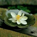 동다송 Daum카페