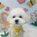 멍냥살롱 이미지