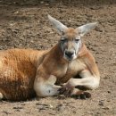 대지전설(주) | [호주] 시드니 9박 11일 여행 4일차