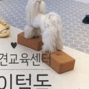 바이털독