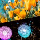 별빛정원 이미지