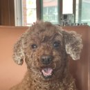 스템스치과의원 네이버블로그