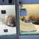 레이크동물의료센터 이미지