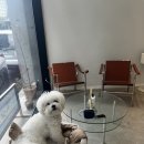 카넬헤어 | 애견 동반 울산 1인 미용실 재방문 어도르헤어