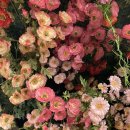 예와생스튜디오카페 이미지