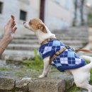 강아지 멋내기 이미지