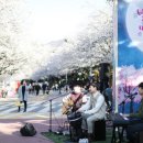 기가막힌 벚꽃축제 데이트 장소 -서울 렛츠런파크 이미지