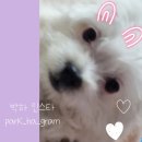 구름이 그린 달빛 | [파주/운정] 실내애견카페 &#34;구름이 그린 달빛&#34; 방문 후기!