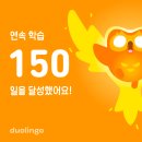 원어민 중국어 (Level 4, B) | 중국어 공부 현황 - 듀오링고 150일 &amp; 랭디 4개월차 HSK시험을 결심하다
