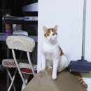 에담하우스 네이버블로그