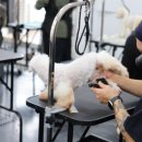 꿈의 애견미용 이미지