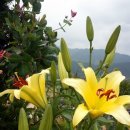 나리민박 이미지