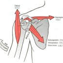 회전근개 (Rotator Cuff)와 어깨 관절의 운동 이미지