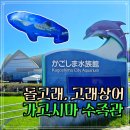 가고시마 여행 :: 고래상어와 돌고래의 천국, 가고시마 수족관 이오월드