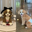 멍멍미식회 | 성남 위례 멍멍미식회 강아지 생일 케이크 주문 후기