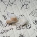 헤어 컹컹 이미지