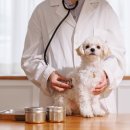 권오성동물병원 이미지