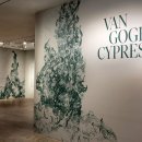 사이프러스 이미지