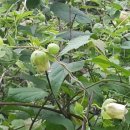 고사농장 이미지