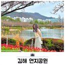 연지공원(음악분수사무실) | 김해 연지공원 튤립 벚꽃 후기 개화현황 주차장 음악분수 시간표