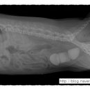 유앤동물병원 이미지