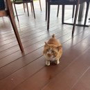 보성시니어클럽 화장실 | 파타야 CC 골프컨트리클럽 라운딩 후기 카트진입가능 태국 파타야 골프장 추천 12월 날씨