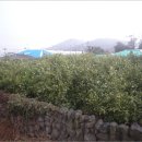 하천리-2 이미지